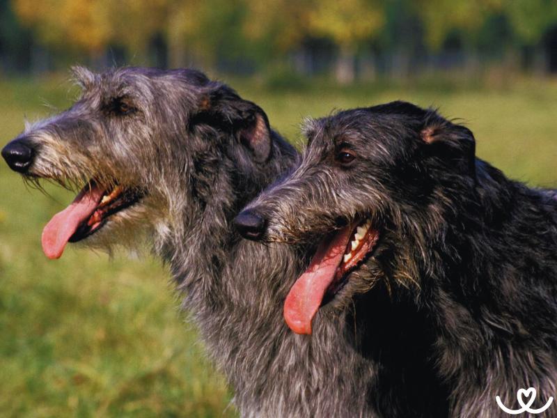 Psi-plemeno-deerhound (5)